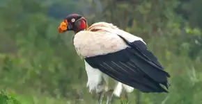 Foto: (Imagem sem texto alternativo disponivel ID [1845064])