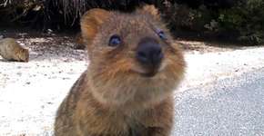 Foto: (Imagem sem texto alternativo disponivel ID [1067059])