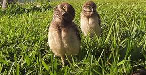 Essas corujas dançando para um GoPro vão melhorar seu dia