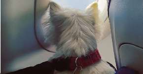 Vai viajar com seu pet? Considere fazer um tour pela Europa