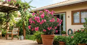 As avós alertaram: Embora sejam muito bonitas, não plantem tolamente esses 3 tipos de árvores em casa, pois trazem má sorte