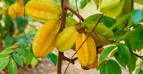 Quando o consumo de carambola pode ser tóxico e as contraindicações
