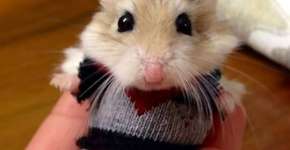 Estes 14 animais usando casacos vão te conquistar