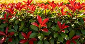 Foto: (Imagem sem texto alternativo disponivel ID [2673118])