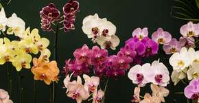 Foto: (Giselleflissak / iStock)