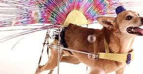 Foto: (Imagem sem texto alternativo disponivel ID [1029000])