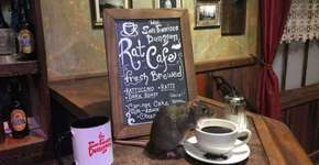 Cafeteria incentiva pessoas a interagirem e adotarem ratos