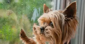 Cachorro com medo de chuva: 6 dicas para ajudar o seu animal 
