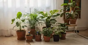 Foto: (Imagem sem texto alternativo disponivel ID [2731866])