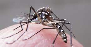 Dengue, Zika vírus e chikungunya: saiba os principais sintomas