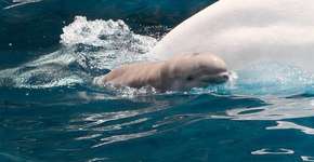 Foto: (Imagem sem texto alternativo disponivel ID [914849])