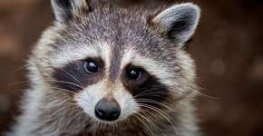 Foto: (Imagem sem texto alternativo disponivel ID [2593746])