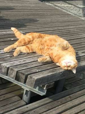 Crédito: Reprodução