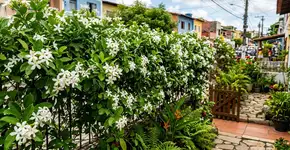 Poucas pessoas sabem: a trepadeira ideal para o seu quintal que não invade o vizinho, cobre grades rapidamente e produz flores perfumadas
