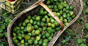 Frutas brasileiras em extinção são recuperadas em São Paulo