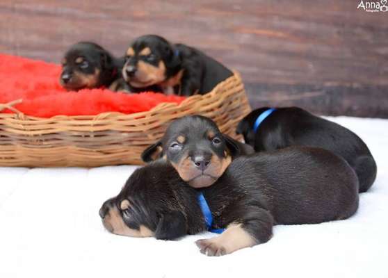 Os filhotes de Lilica