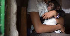 Foto: (Imagem sem texto alternativo disponivel ID [1106457])