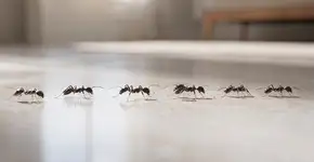 Foto: (Imagem sem texto alternativo disponivel ID [2709105])