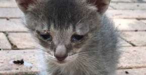 Filhote abandonado com dificuldades de locomoção encontra lar