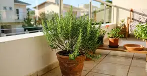 Na Espanha o pé de alecrim é resistente a tudo, porque nunca o deixam perto de correntes de ar frio