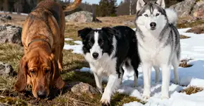 Foto: (Imagem sem texto alternativo disponivel ID [2669846])