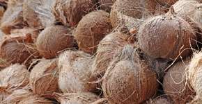 Fibra feita de resíduos de coco vira tecido para roupas