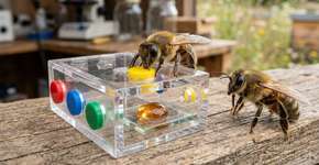 Impacto na comunidade científica: os zangões conseguem resolver enigmas e são os primeiros invertebrados capazes de transmitir conhecimento entre gerações