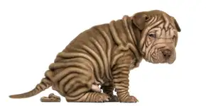 Reciclador transforma cocô de cachorro em húmus para plantas