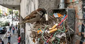 É por isso que os pássaros procuram cigarros