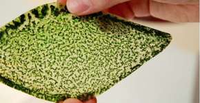 Foto: (Imagem sem texto alternativo disponivel ID [1828390])