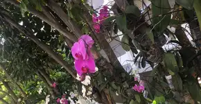 Hospital faz reciclagem de orquídeas descartadas pelos pacientes