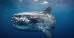 Foto: (Imagem sem texto alternativo disponivel ID [2738467])