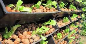 Integrar esgoto, lixo e vegetação vertical pode economizar energia e resolver problemas de saneamento