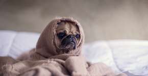 11 sinais de que você tem alergia à sua casa