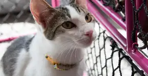 Shopping na zona sul de SP promove feira de adoção de cães e gatos