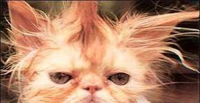 Foto: (Imagem sem texto alternativo disponivel ID [811466])