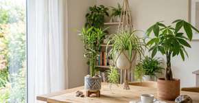 5 tipos de plantas “pequenas, mas poderosas”: fáceis de cultivar, atraem riqueza e energizam o ambiente