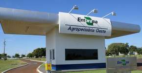 Embrapa disponibiliza 80 cursos gratuitos com certificado