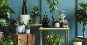 3 plantas que trazem energia positiva no dia a dia