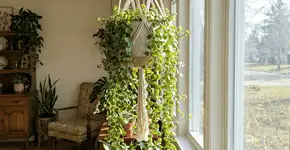 Foto: (Imagem sem texto alternativo disponivel ID [2762284])