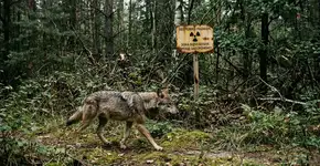 Chernobyl, 40 anos depois: lobos mutantes são encontrados sobrevivendo alimentando-se de presas radioativas… e resistindo ao câncer como nenhum outro mamífero
