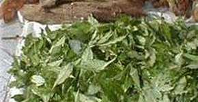 O uso da Ayahuasca em rituais sagrados