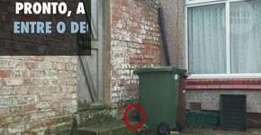 E agora? Você consegue encontrar o gato?