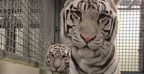 Foto: (Imagem sem texto alternativo disponivel ID [1147643])