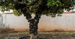 Foto: (Imagem sem texto alternativo disponivel ID [2720622])