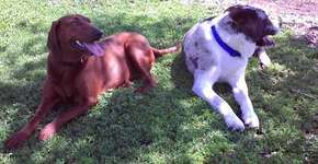 Amigos inseparáveis: cadela recusa ser adotada sem seu amigo