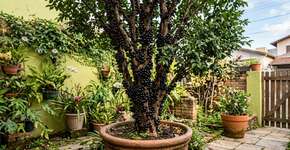 A fruteira perfeita para o quintal pequeno: não exige muito espaço, produz o ano todo e atrai pássaros para o jardim