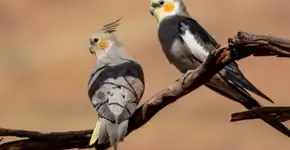 8 curiosidades interessantes sobre as calopsitas 