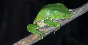 Sapo amazônico pode ajudar na luta contra as superbactérias