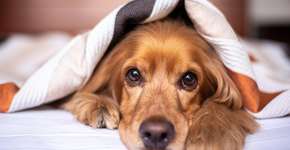 10 raças de cães que formam vínculos inseparáveis com humanos